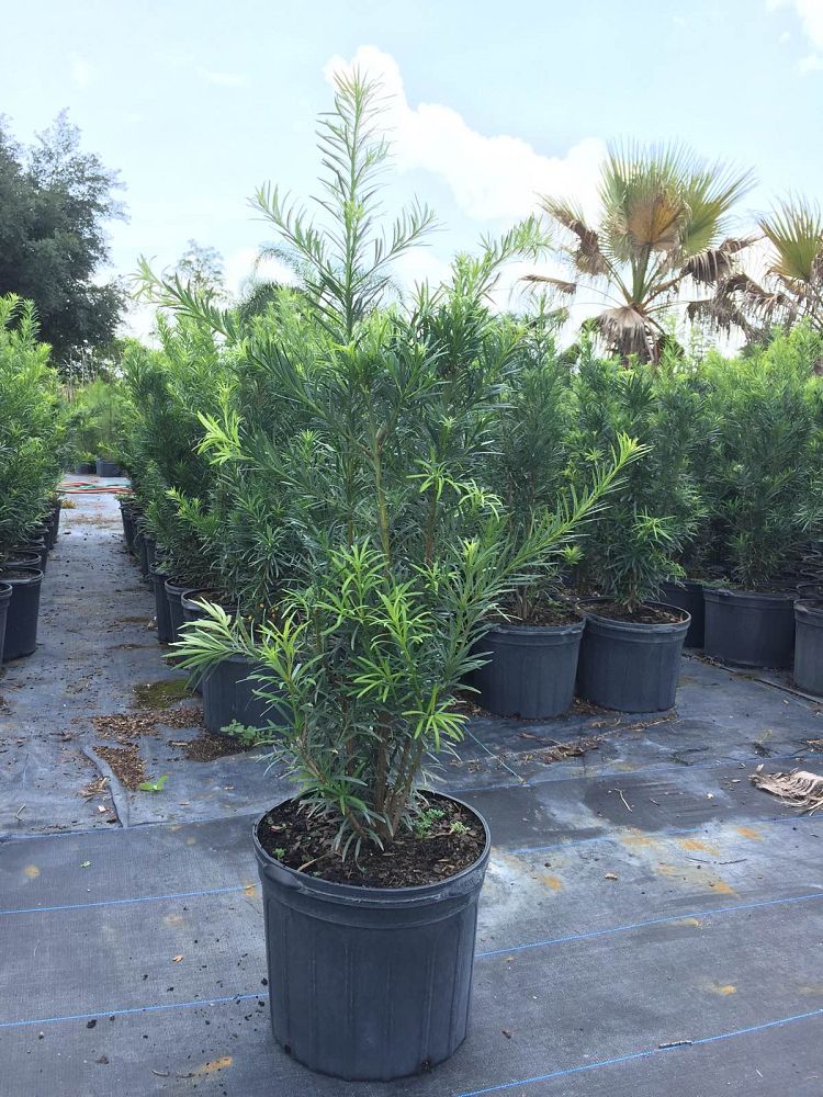 podocarpus-macrophyllus-japanese-yew