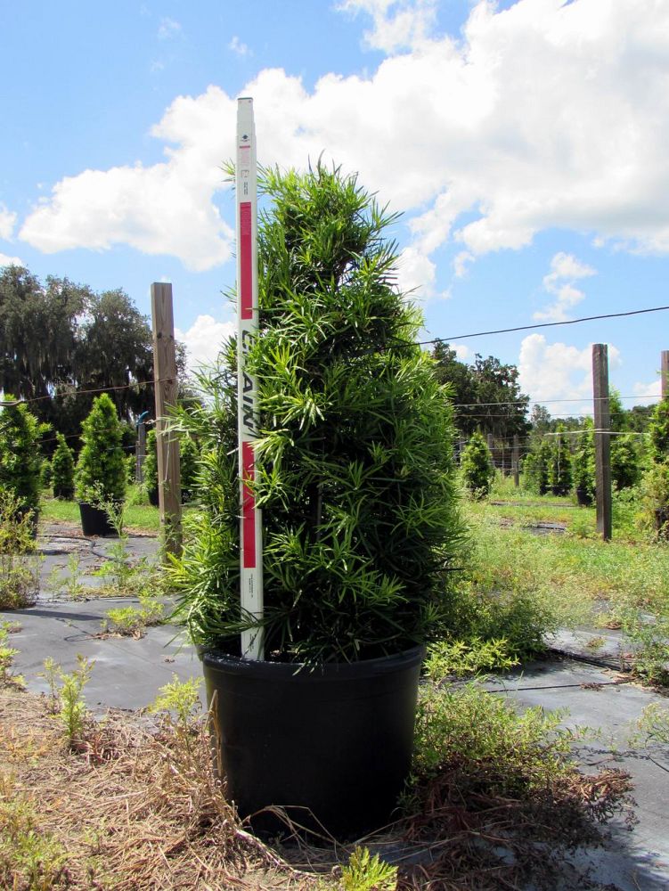 podocarpus-macrophyllus-japanese-yew