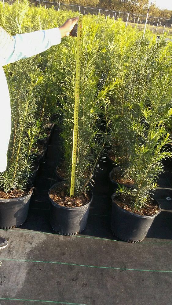 podocarpus-macrophyllus-japanese-yew