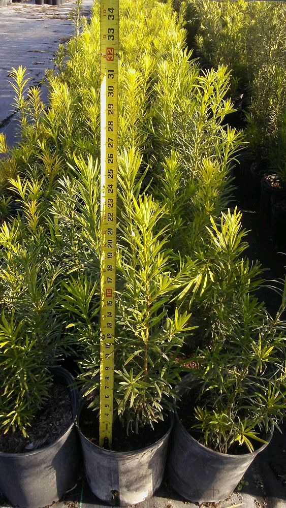 podocarpus-macrophyllus-japanese-yew