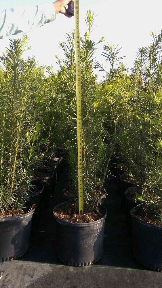 podocarpus-macrophyllus-japanese-yew