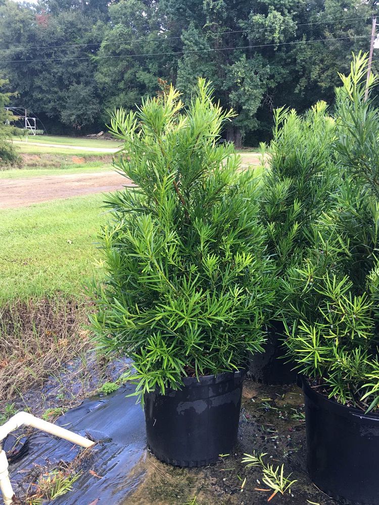 podocarpus-macrophyllus-japanese-yew
