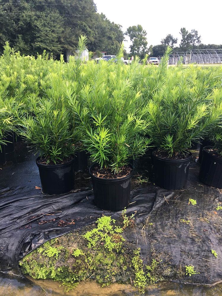 podocarpus-macrophyllus-japanese-yew