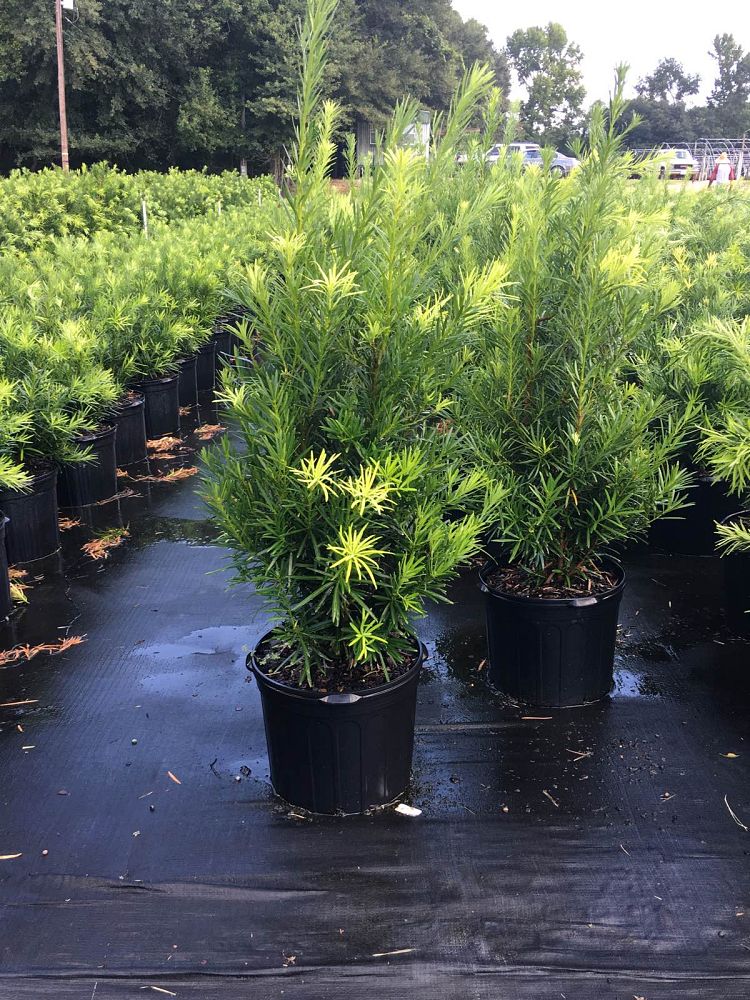 podocarpus-macrophyllus-japanese-yew