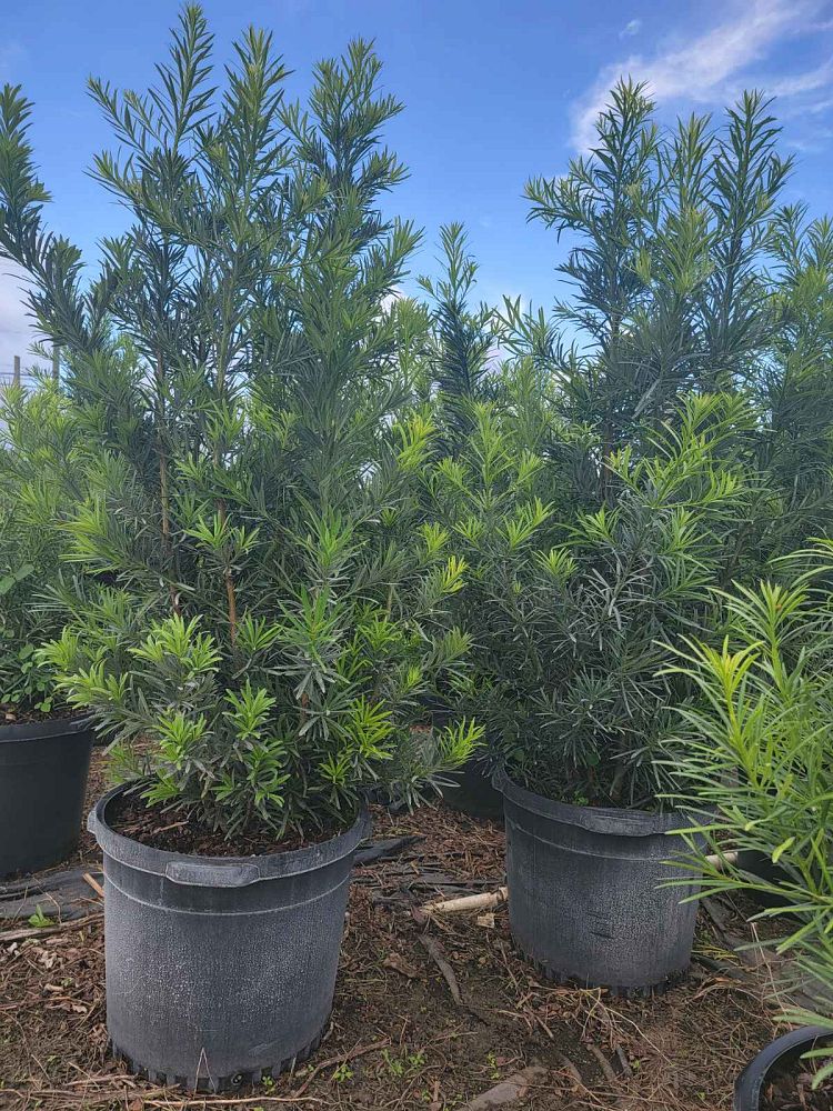 podocarpus-macrophyllus-japanese-yew