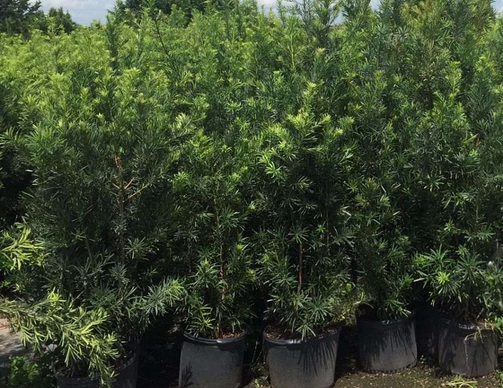 podocarpus-macrophyllus-japanese-yew
