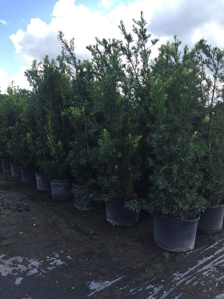 podocarpus-macrophyllus-japanese-yew