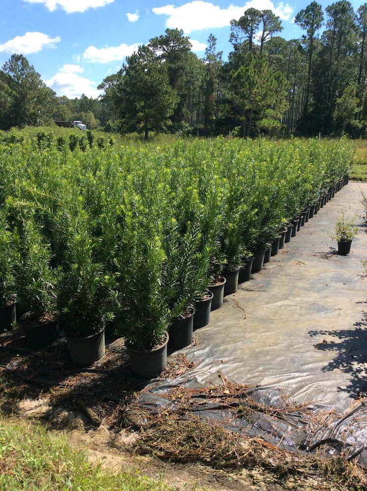podocarpus-macrophyllus-japanese-yew
