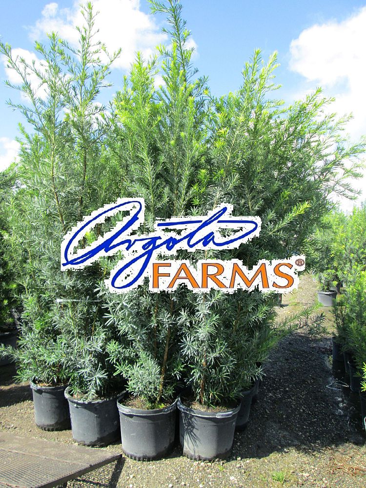 podocarpus-macrophyllus-japanese-yew