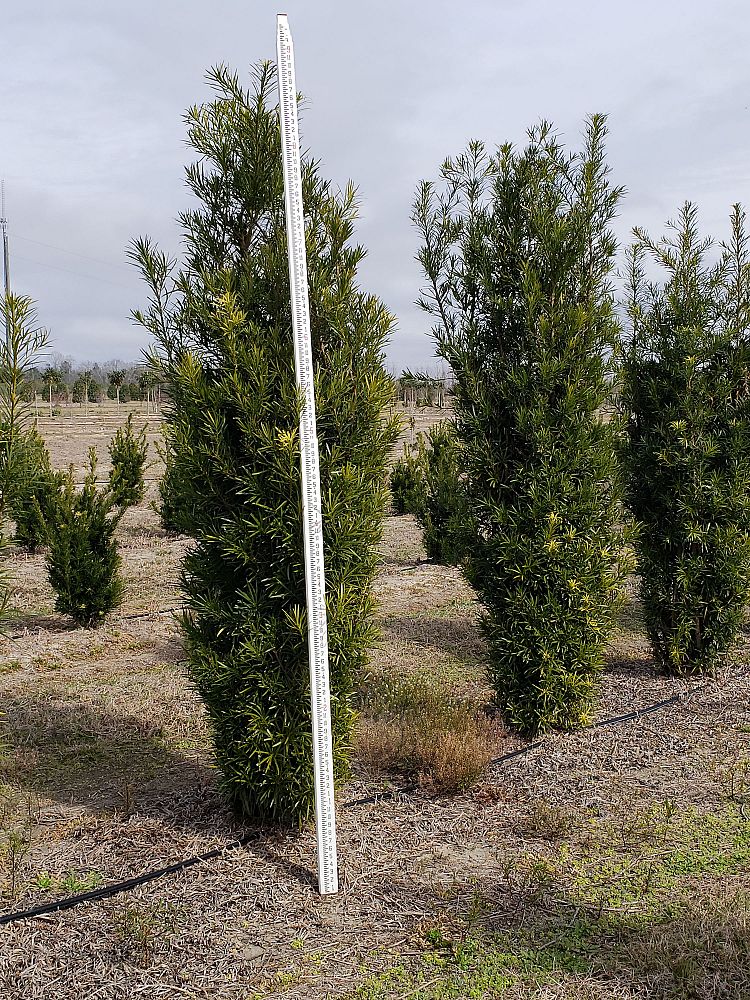 podocarpus-macrophyllus-japanese-yew