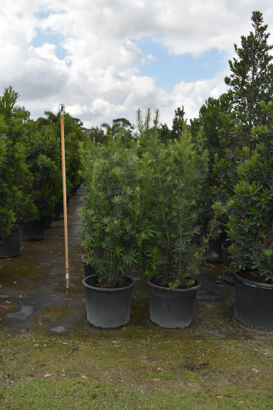 podocarpus-macrophyllus-japanese-yew