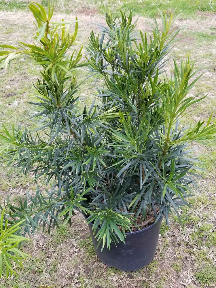 podocarpus-macrophyllus-japanese-yew