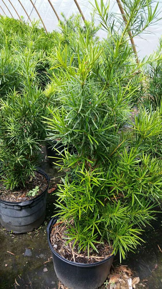 podocarpus-macrophyllus-japanese-yew