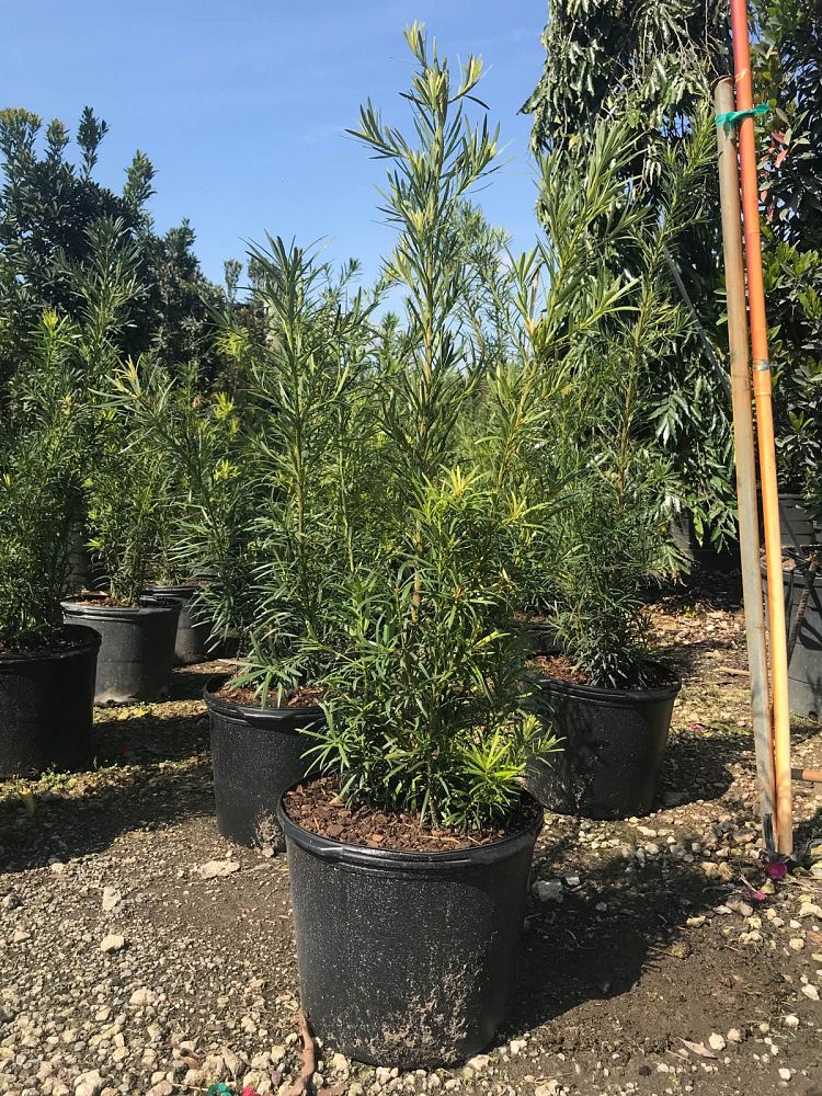 podocarpus-macrophyllus-japanese-yew