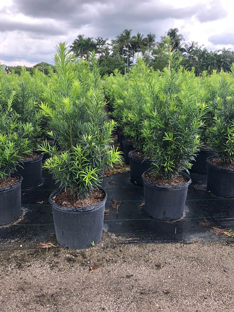 podocarpus-macrophyllus-japanese-yew