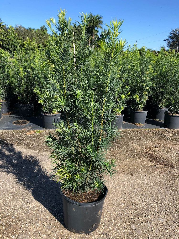 podocarpus-macrophyllus-japanese-yew