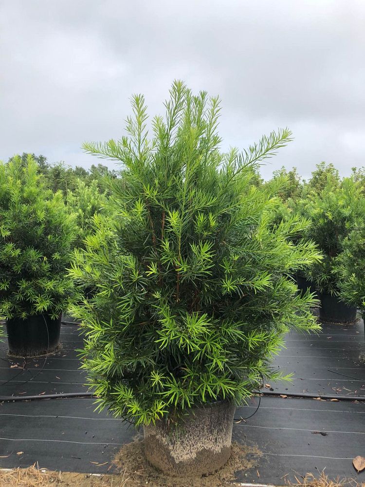 podocarpus-macrophyllus-japanese-yew