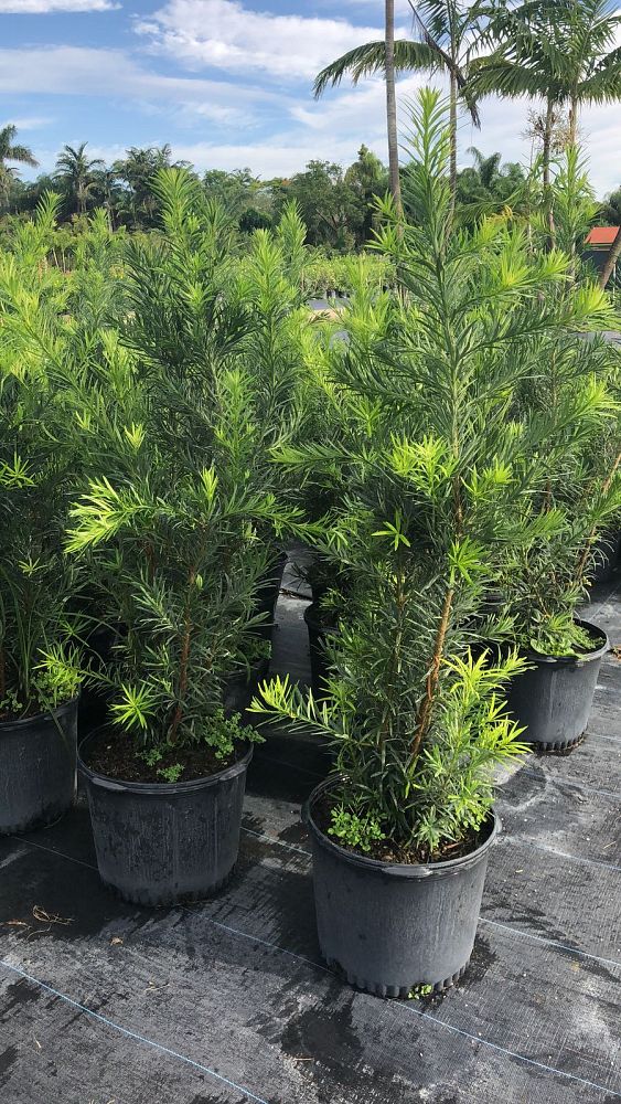 podocarpus-macrophyllus-japanese-yew