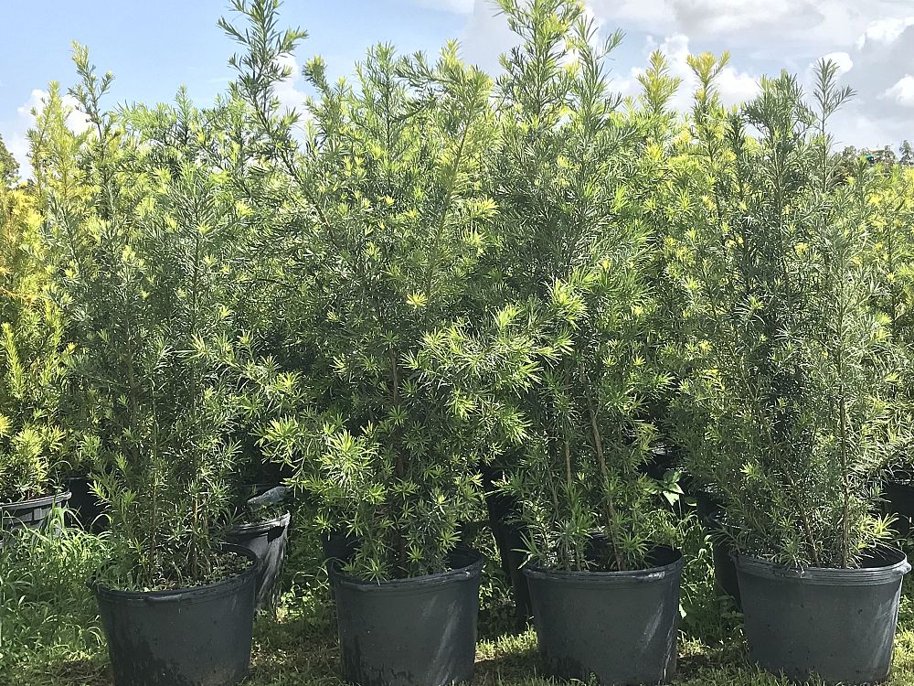 podocarpus-macrophyllus-japanese-yew