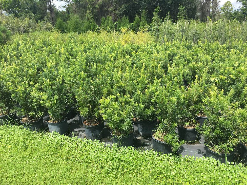 podocarpus-macrophyllus-japanese-yew
