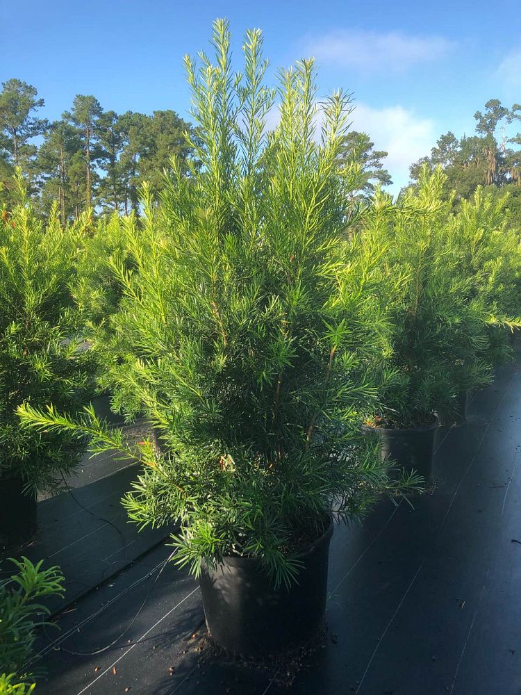 podocarpus-macrophyllus-japanese-yew