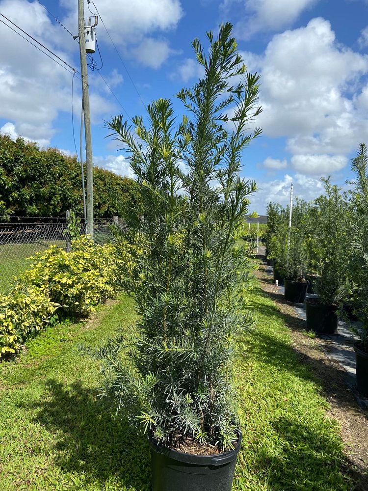 podocarpus-macrophyllus-japanese-yew