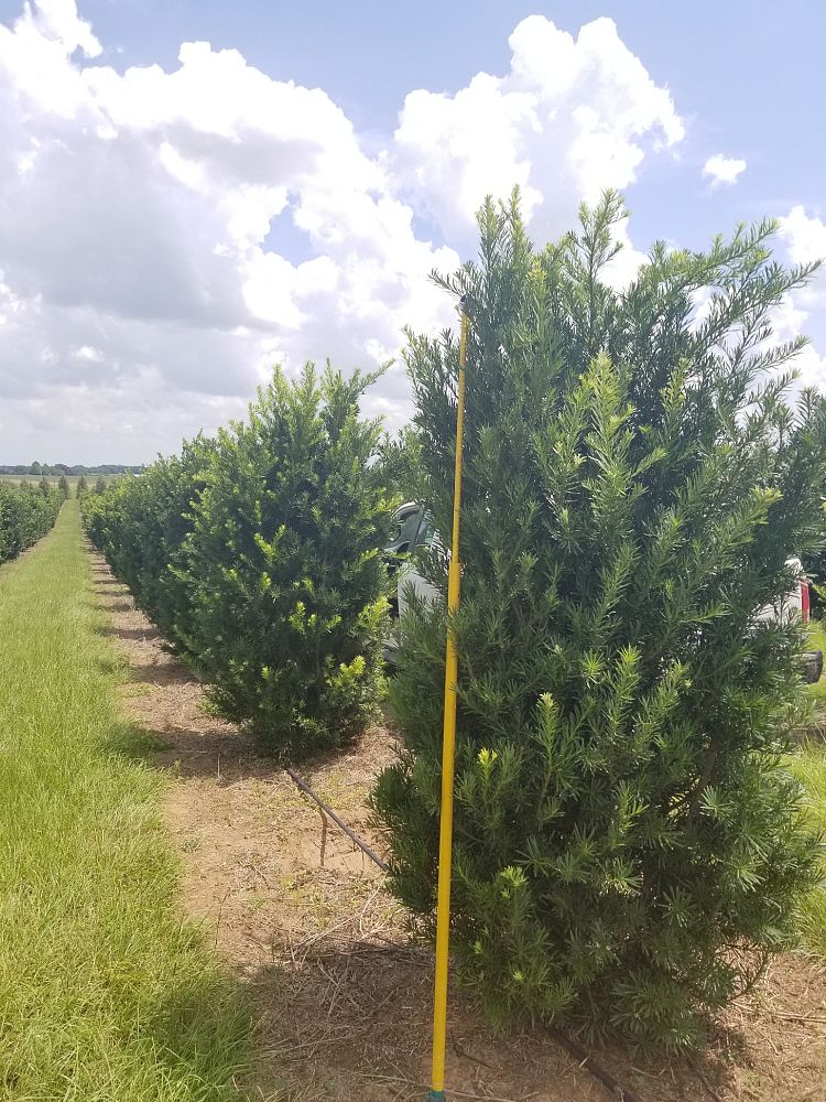 podocarpus-macrophyllus-japanese-yew