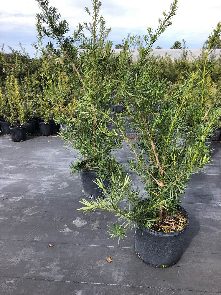 podocarpus-macrophyllus-japanese-yew