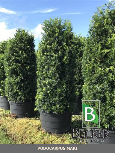 podocarpus-macrophyllus-japanese-yew