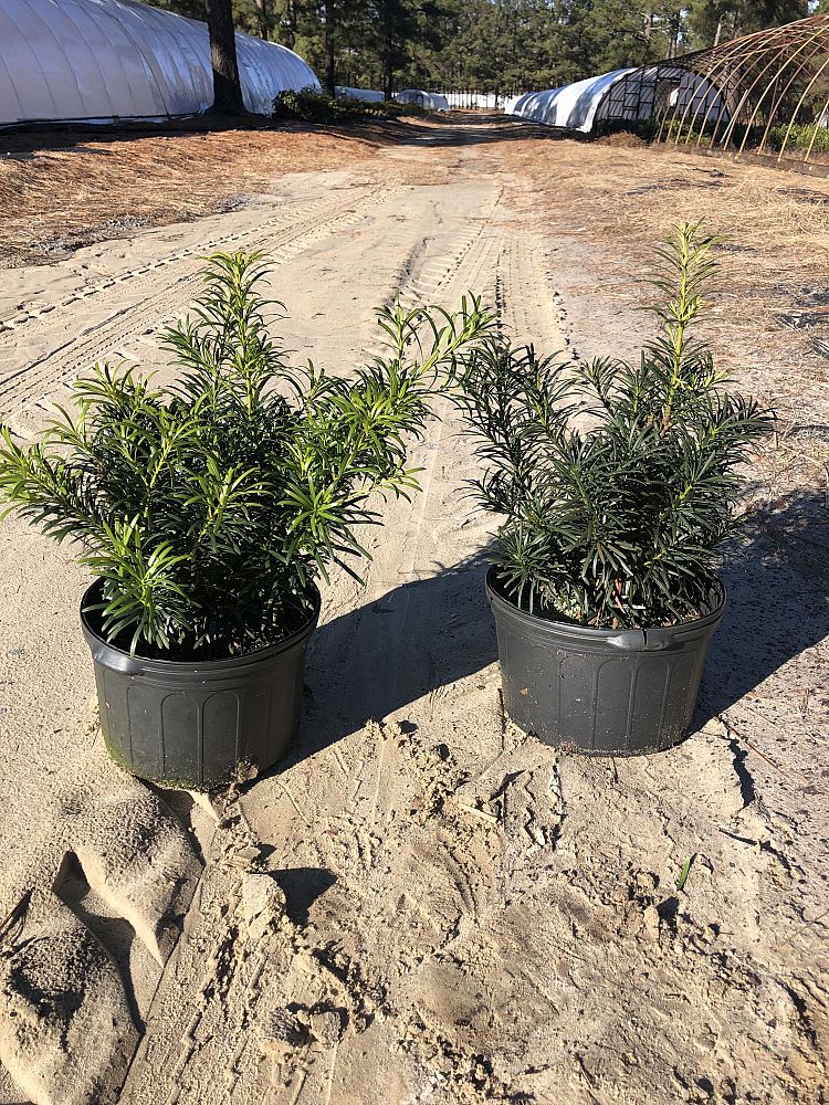podocarpus-macrophyllus-japanese-yew