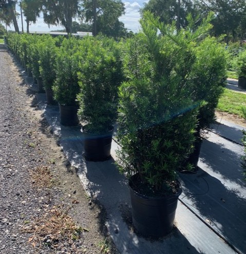 podocarpus-macrophyllus-japanese-yew