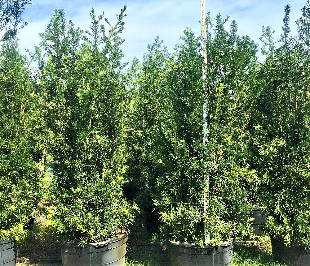 podocarpus-macrophyllus-japanese-yew