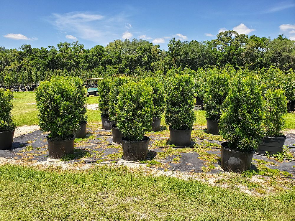 podocarpus-macrophyllus-japanese-yew
