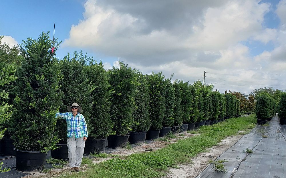 podocarpus-macrophyllus-japanese-yew