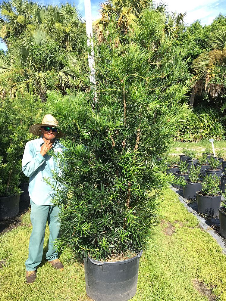 podocarpus-macrophyllus-japanese-yew