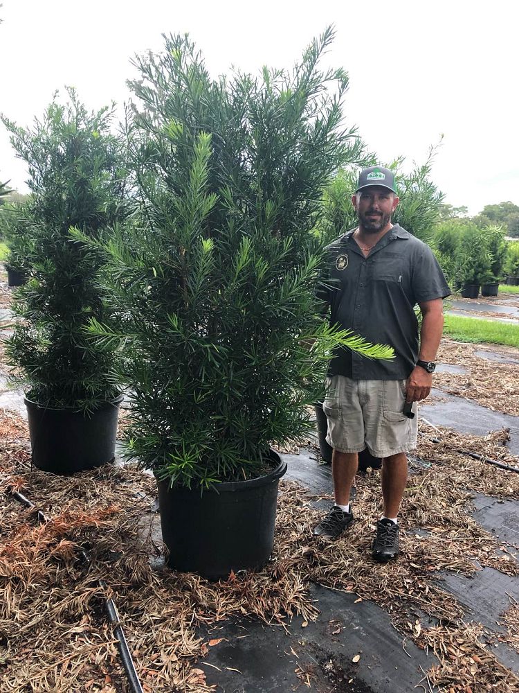 podocarpus-macrophyllus-japanese-yew