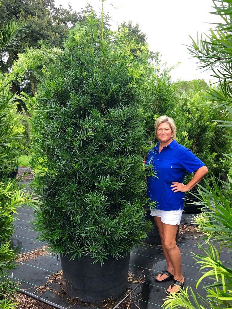 podocarpus-macrophyllus-japanese-yew