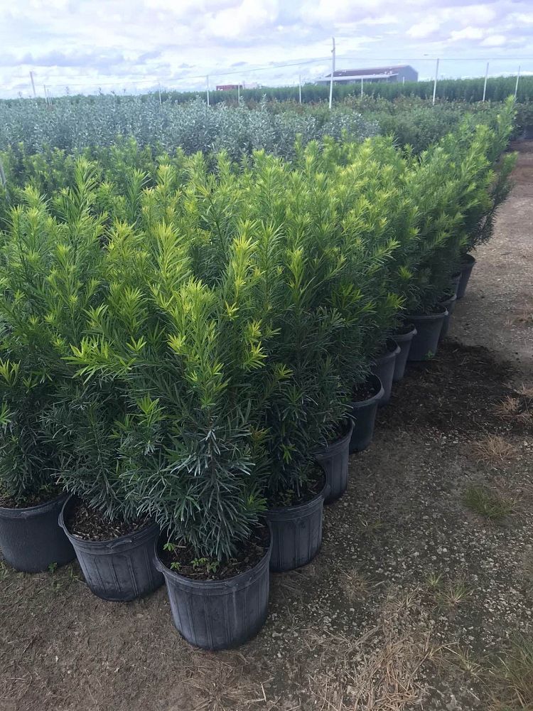 podocarpus-macrophyllus-japanese-yew