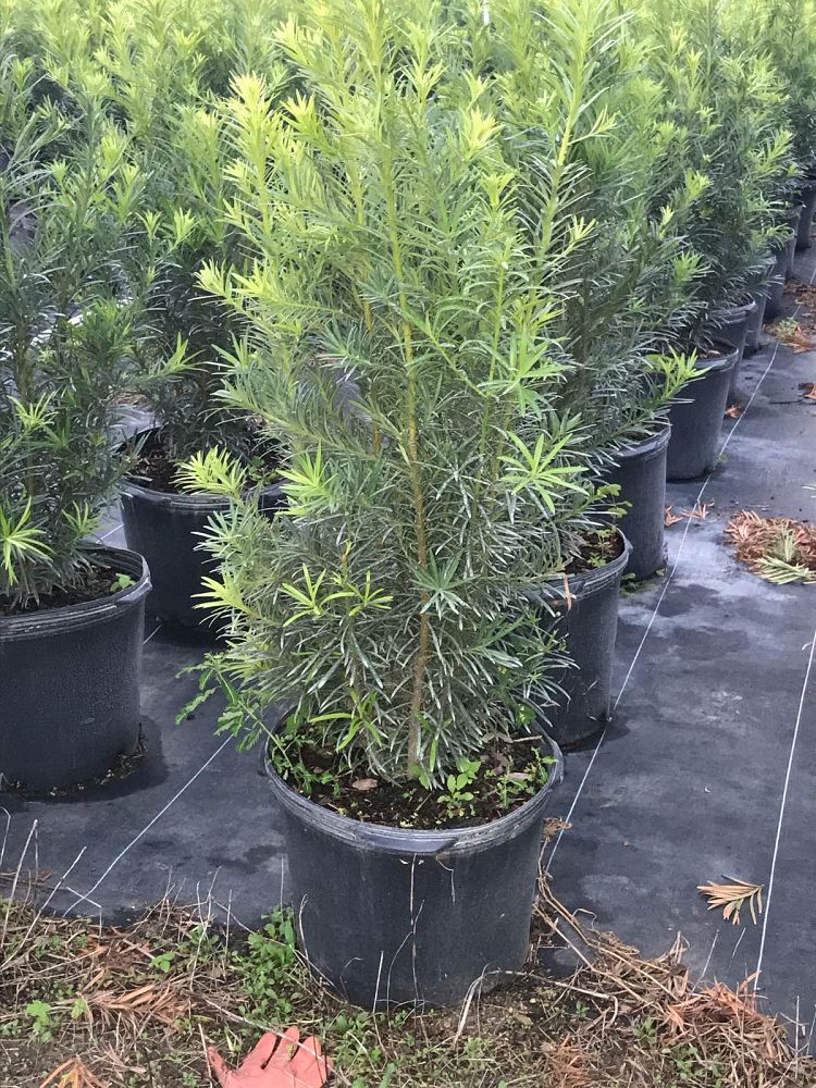 podocarpus-macrophyllus-japanese-yew