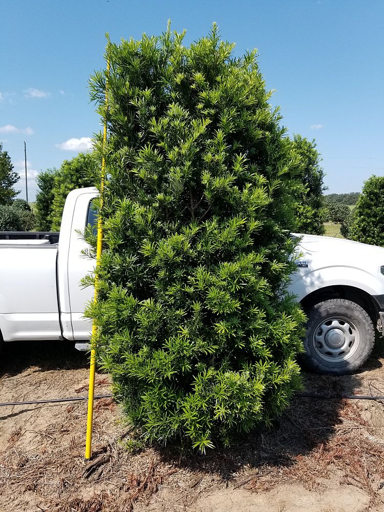 podocarpus-macrophyllus-japanese-yew