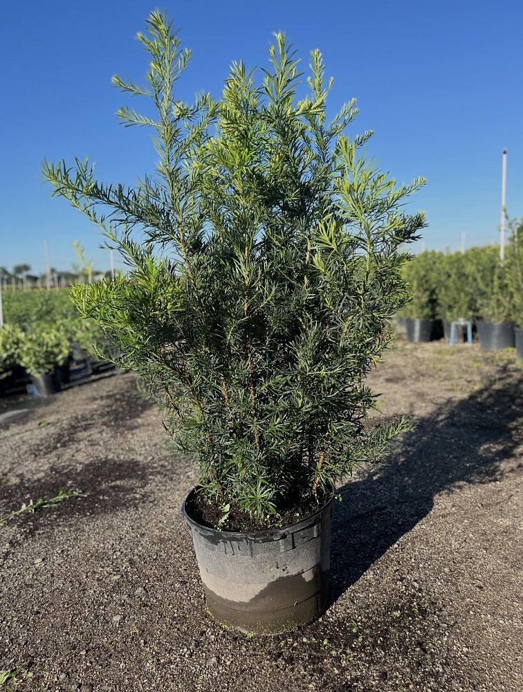 podocarpus-macrophyllus-japanese-yew