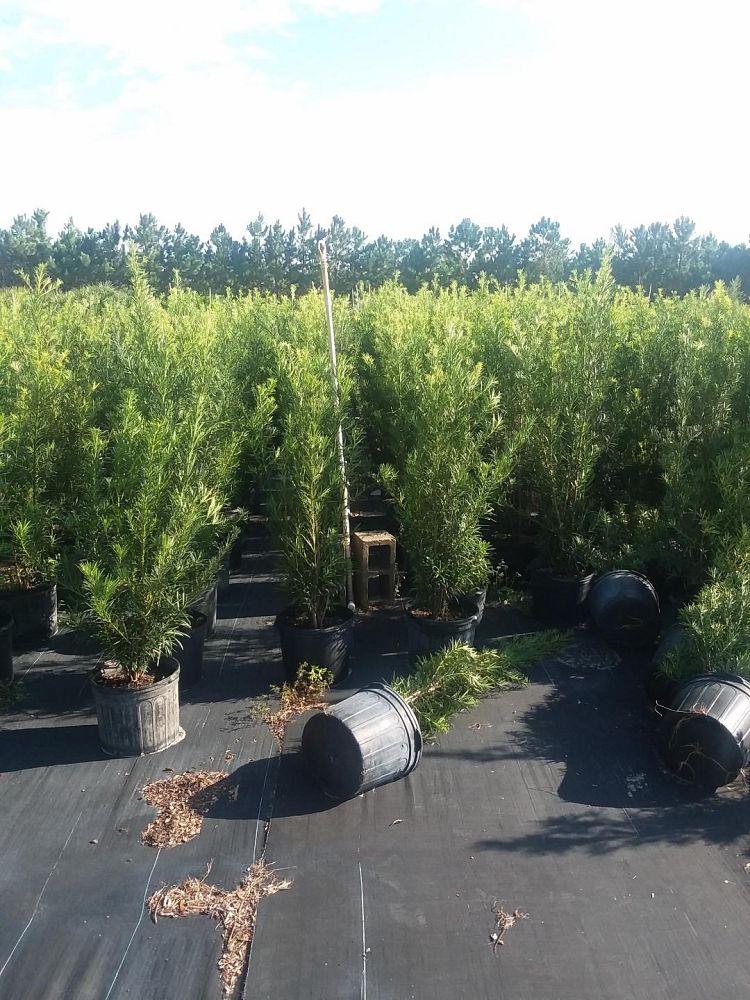 podocarpus-macrophyllus-japanese-yew