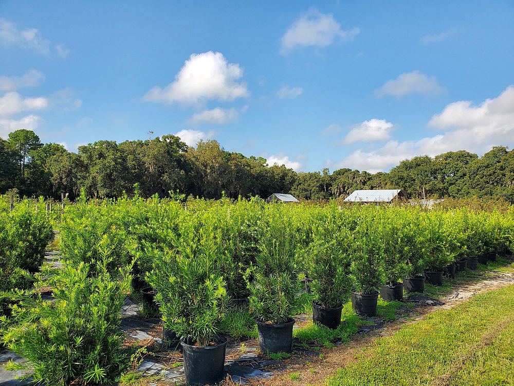 podocarpus-macrophyllus-japanese-yew