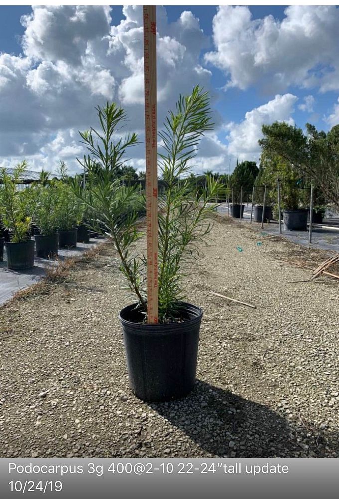 podocarpus-macrophyllus-japanese-yew