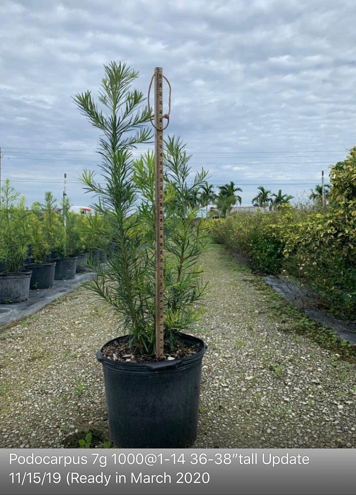 podocarpus-macrophyllus-japanese-yew