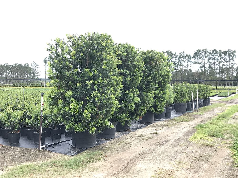 podocarpus-macrophyllus-japanese-yew