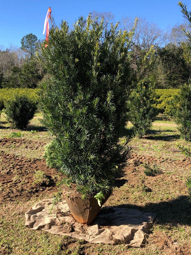 podocarpus-macrophyllus-japanese-yew