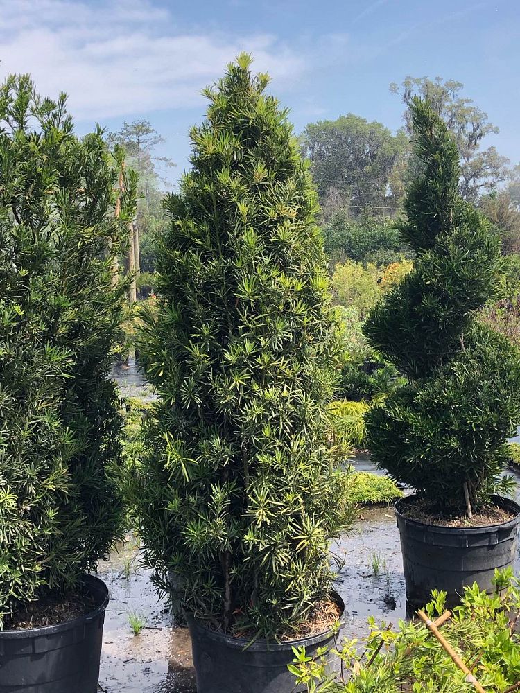 podocarpus-macrophyllus-japanese-yew