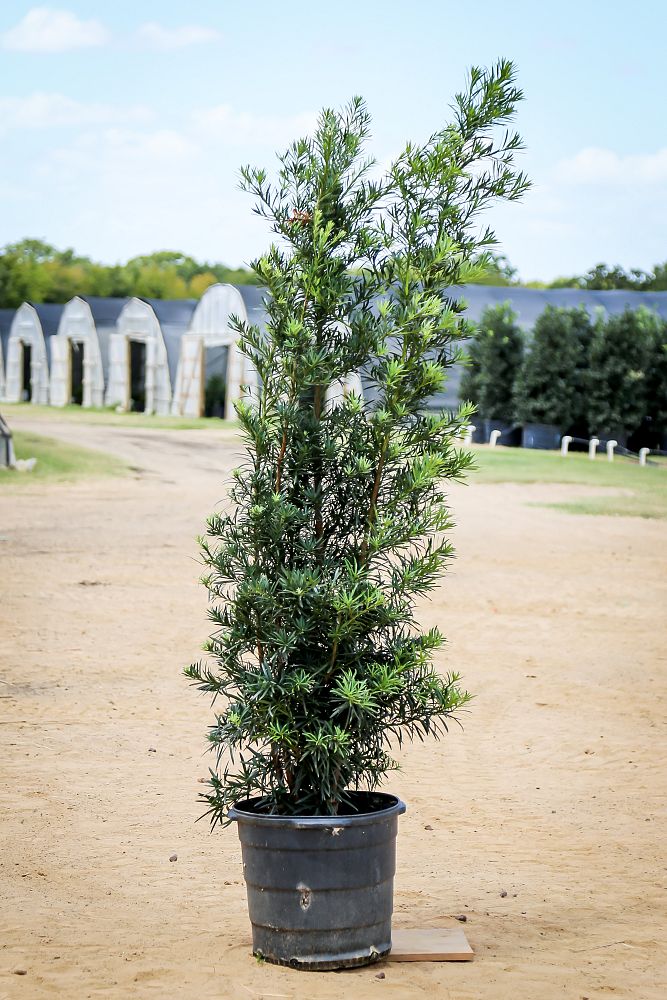 podocarpus-macrophyllus-japanese-yew