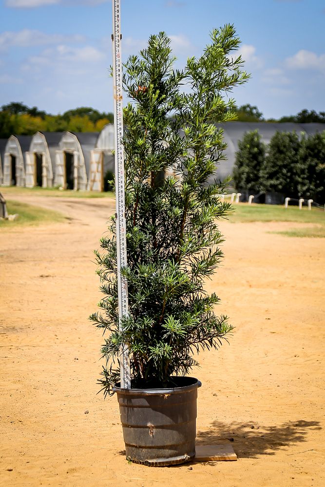 podocarpus-macrophyllus-japanese-yew